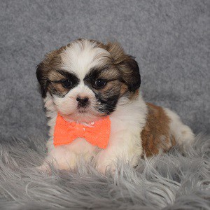 Shih Tzu puppies for sale in MD