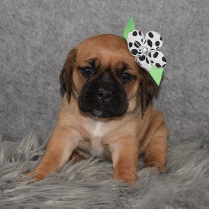 puggle puppies for sale in PA
