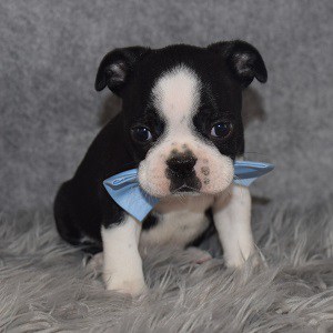 Boston Terrier puppies for Sale in NY