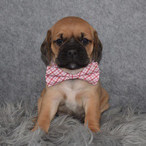 puggle puppies for Sale in NY