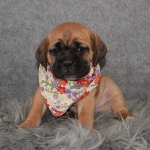 puggle puppies for Sale in NJ