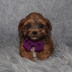 Shih Tzu mix puppies for sale in CT