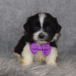 Mal-shi puppies for sale in VA