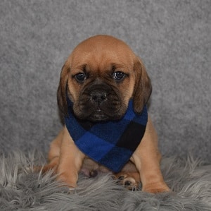 puggle puppies for sale in PA