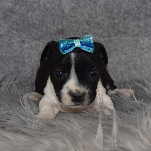 bojack puppies for sale in MD