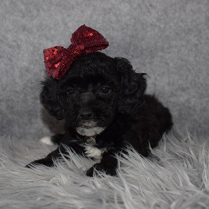 Shih Tzu puppy adoptions in MD