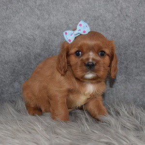 CAvalier puppies for sale in Washington DC