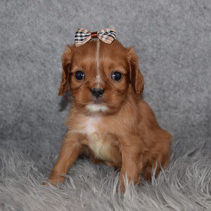 Cavalier puppies for Sale in PA
