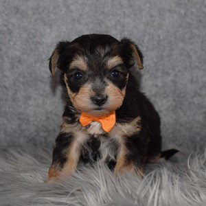 yorkichon puppies for sale in TN