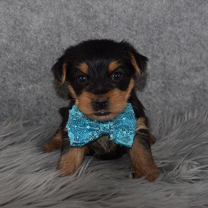 Yorkie puppy adoptions in MD