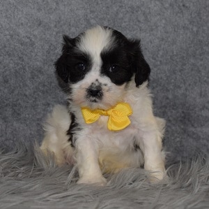 Shihpoo puppies for sale in FL