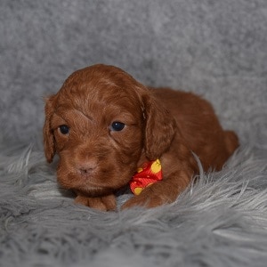 Cockapoo puppies for Sale in RI
