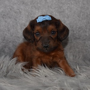jackapoo puppies for Sale in RI