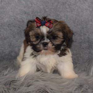 Shih Tzu puppies for sale in VA