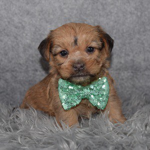 Shorkie puppies for sale in SC