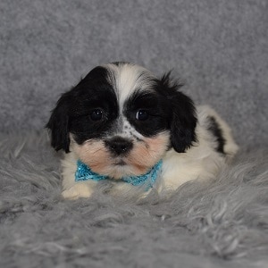 Shihpoo puppies for sale in MA
