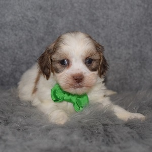 Shihpoo puppies for sale in NY