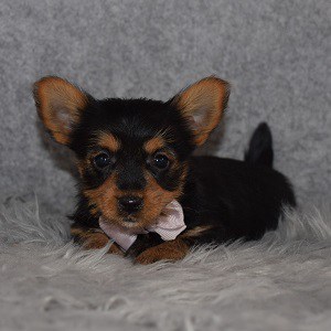 Yorkie puppies for sale in NY
