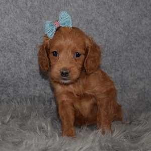 Cockapoo puppies for Sale in NJ