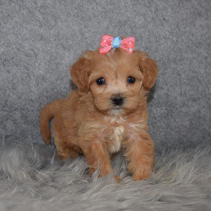 Havapoo puppies for sale in NY