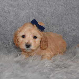 Maltipoo puppies for sale in VA