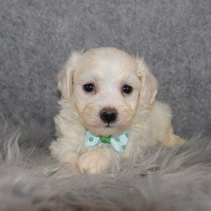 Maltichon puppies for sale in MD