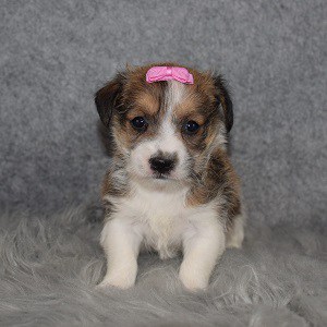 jack russell mixed puppies for Sale in NJ