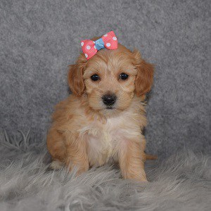 Lhasapoo puppies for sale in MD
