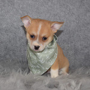 Chihuahua mixed puppies for sale in MD