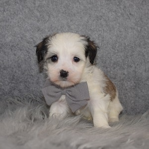 Havanese puppies for sale in PA