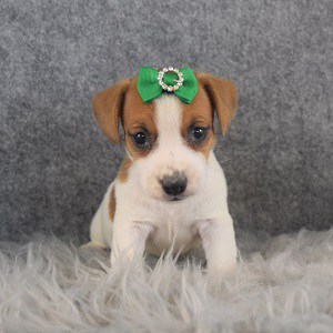jack russell puppies for sale in DE