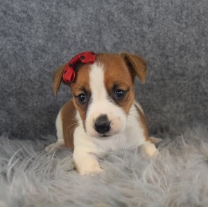 jack russell puppies for sale in CT