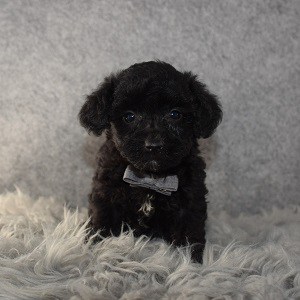 yorkichon puppies for sale in PA
