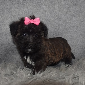 yorkichon puppies for sale in FL