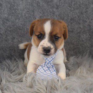 jack russell puppies for sale in MA
