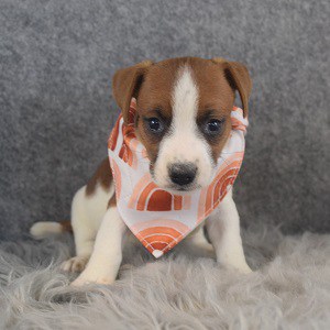 jack russell puppies for sale in RI