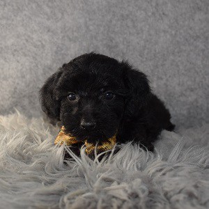 yorkichon puppies for sale in MD