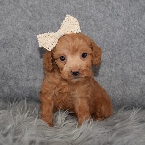 Poodle puppies for sale in NJ