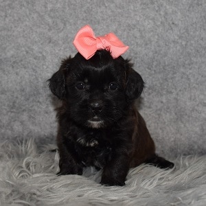Shihpoo puppies for sale in VA