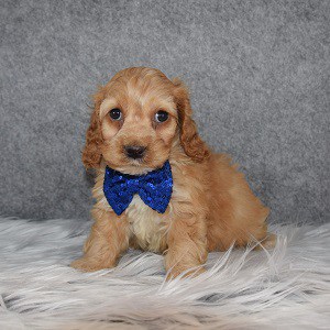 Cockapoo puppies for sale in PA