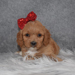 Cockapoo puppies for Sale in CT