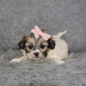 Shichon puppies for sale in NY