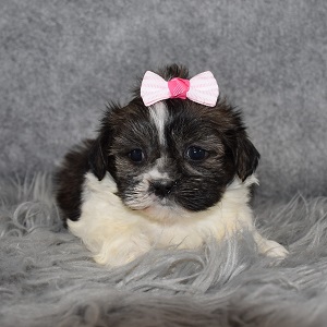 Shichon puppies for sale in PA