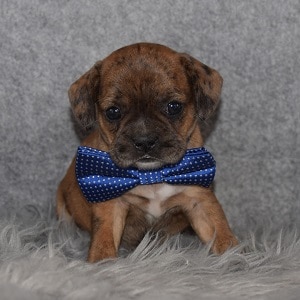 boston mixed puppies for sale in VA