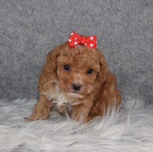 Poodle puppies for sale in MD