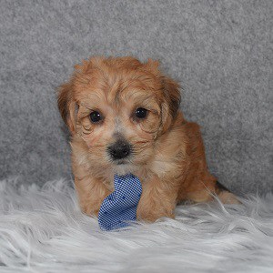 morkie puppy adoptions in NY