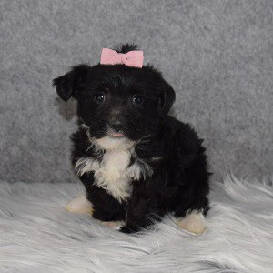 Morkie puppies for sale in OH