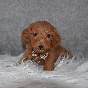 dachshund mixed puppies for sale in NJ