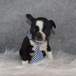 Boston Terrier puppies for Sale in MD