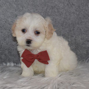 Shih Tzu mix puppies for sale in WV